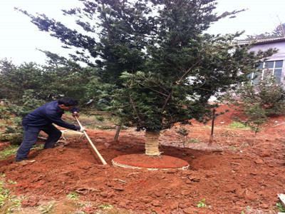 園林施工現(xiàn)場(chǎng)9