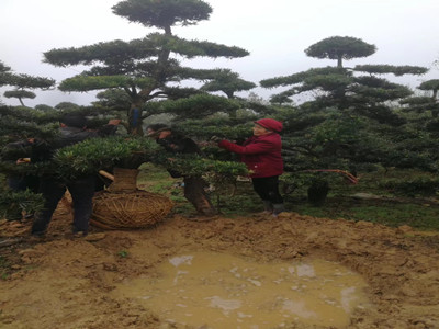 園林施工現(xiàn)場(chǎng)12