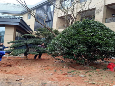 園林施工現場13