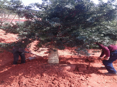 園林施工現場21