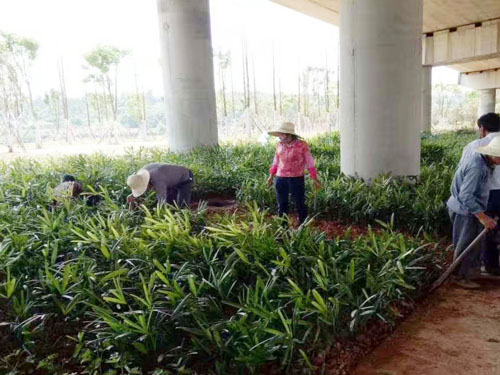 園林綠化工程施工，園林綠化養(yǎng)護(hù)，別墅庭院綠化