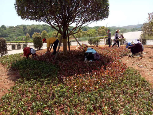 園林綠化工程施工，園林綠化養(yǎng)護，別墅庭院綠化